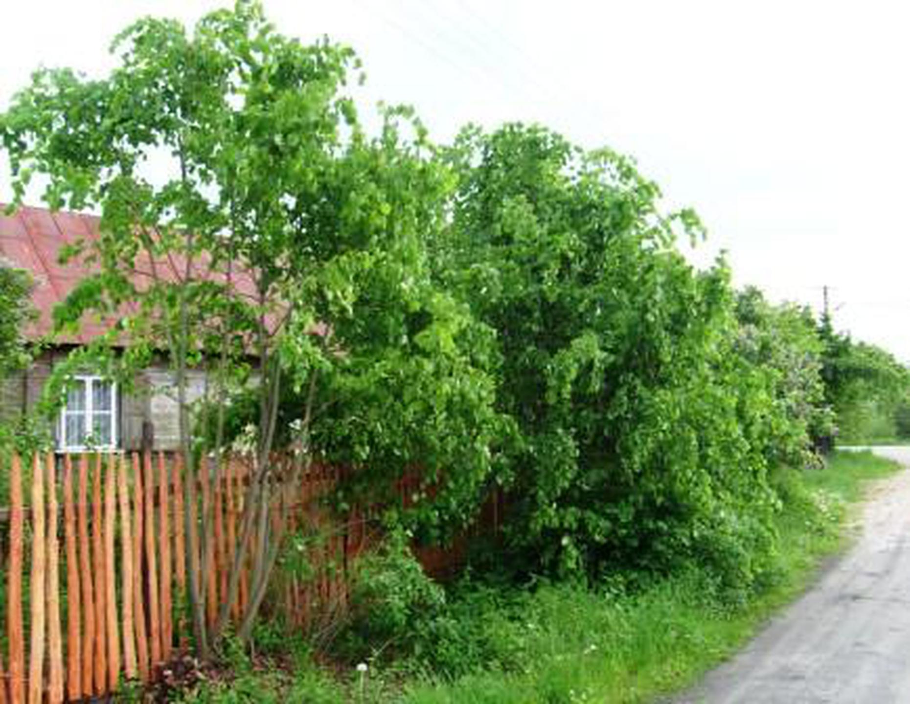 Bezpośrednio sprzedam działkę budowlaną w otwockim, blisko Garwolin - zdjęcie 1
