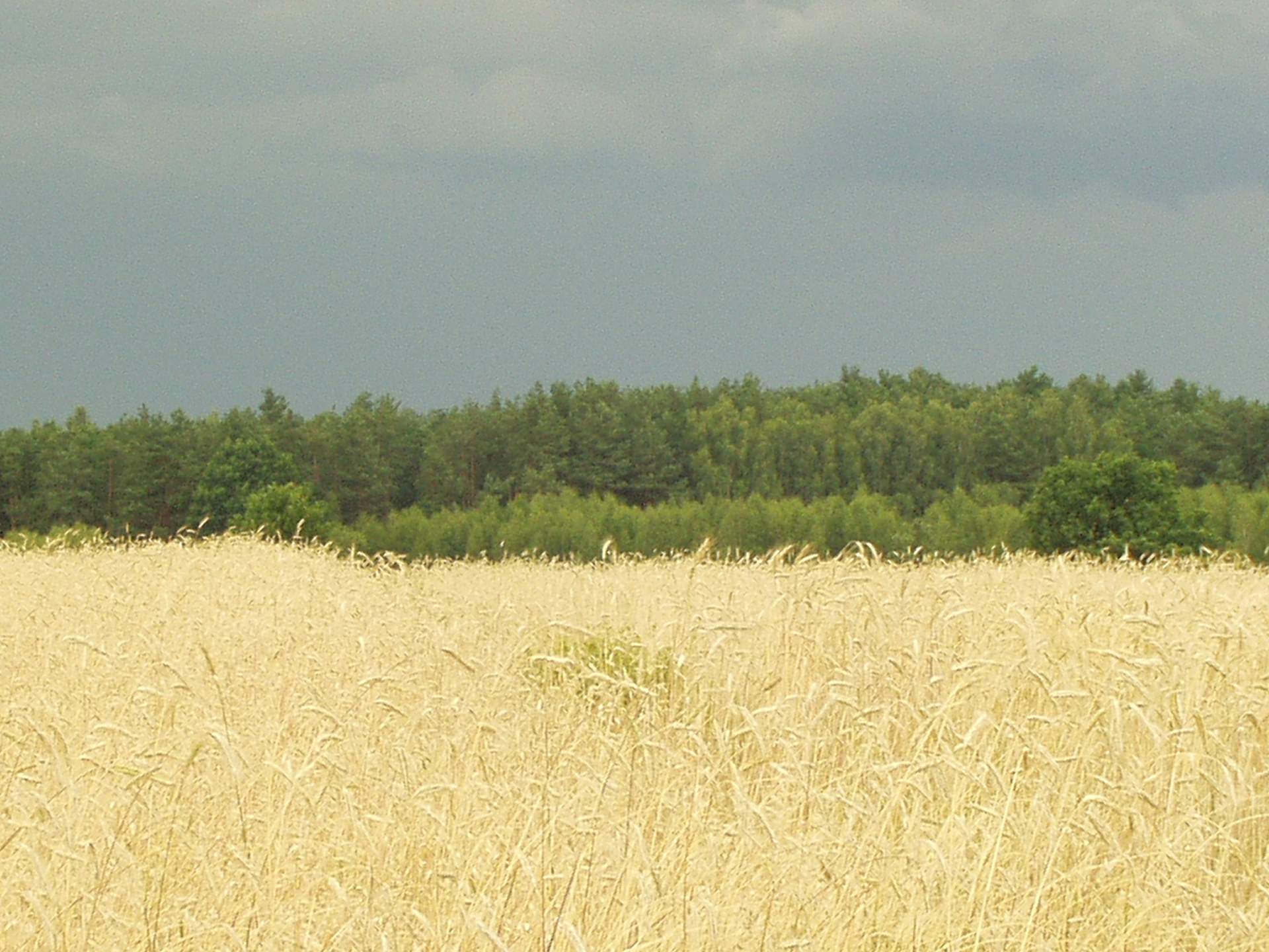 Bezpośrednio sprzedam działkę budowlaną w otwockim, blisko Garwolin - zdjęcie 9