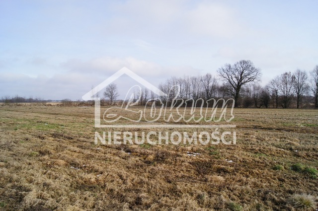 Działka rolna 3935&nbsp;m², Jarzębowo - zdjęcie 2