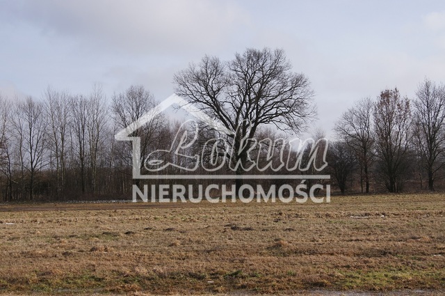 Działka rolna 3000&nbsp;m², Jarzębowo - zdjęcie 3