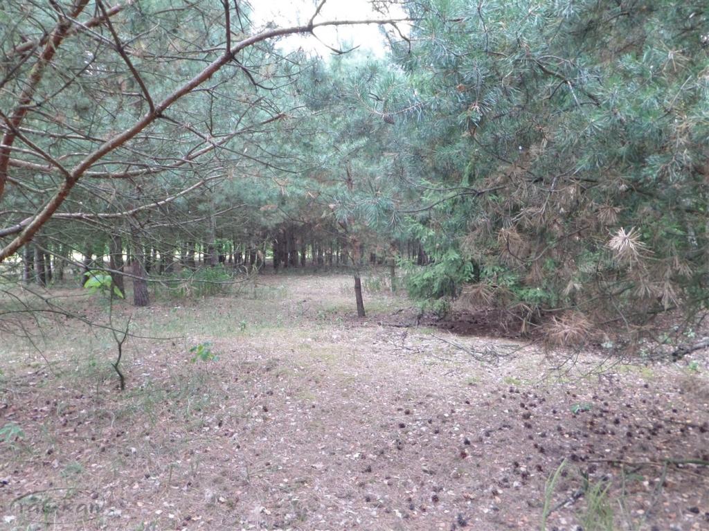 Piękna dziłka budowlana w spokojnej okolicy - zdjęcie 5