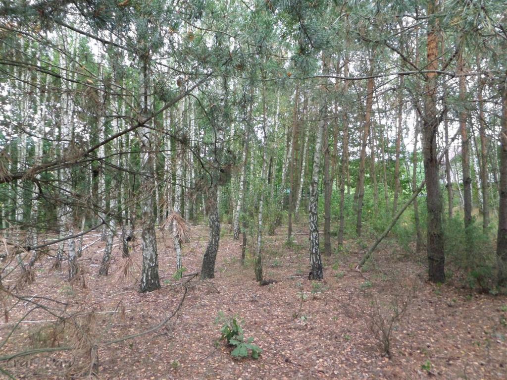 Piękna dziłka budowlana w spokojnej okolicy - zdjęcie 4