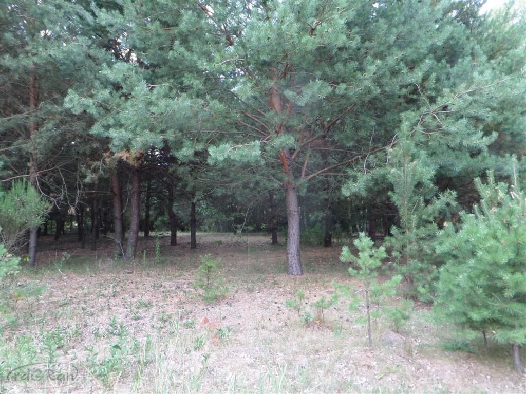 Piękna dziłka budowlana w spokojnej okolicy - zdjęcie 2
