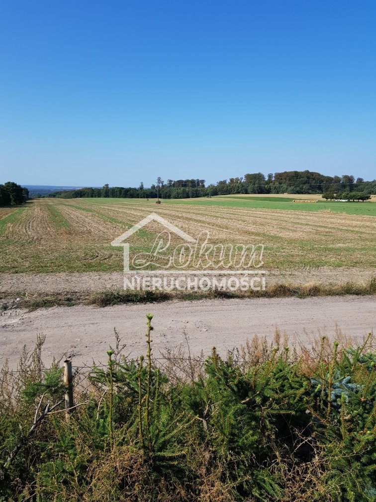 Działka rolna 1,20&nbsp;ha, Kołowo - zdjęcie 2