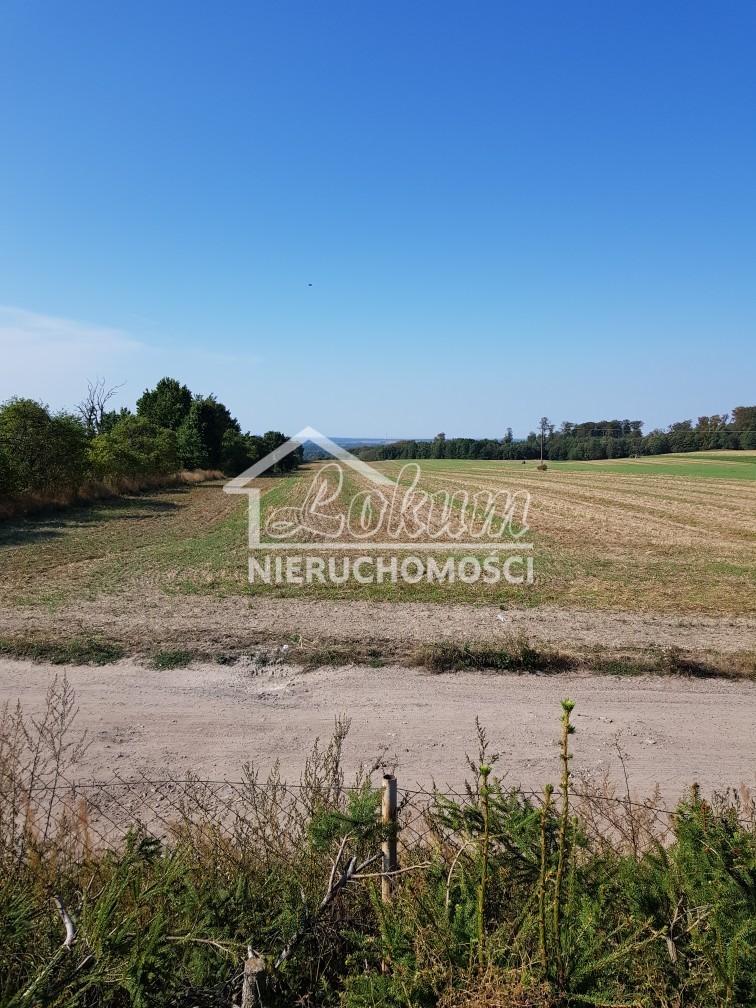 Działka rolna 1,20&nbsp;ha, Kołowo - zdjęcie 3