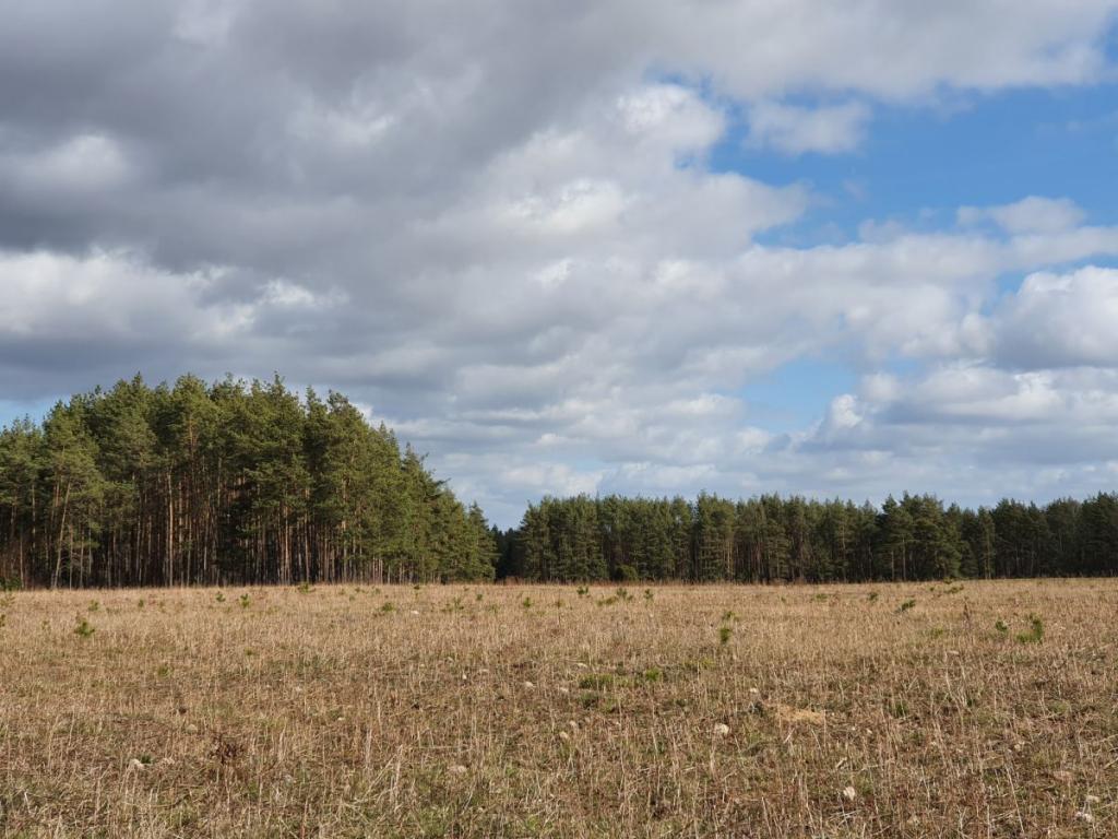 Działka w pięknej i spokojnej okolicy - zdjęcie 6