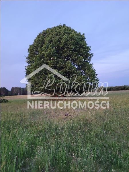 Działka rolna 3293 m², Lubczyna - zdjęcie 4