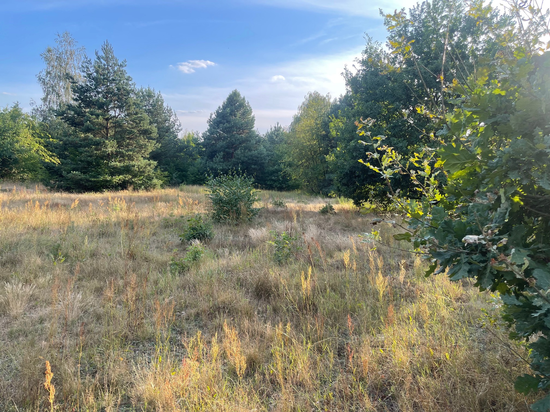 Do sprzedaży działka budowlana 3000 m2 - Stefanowo- gmina Lesznowola-28km od centrum Warszawy - zdjęcie 8