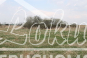 Działka rolna 3000&nbsp;m², Barnisław - zdjęcie 5