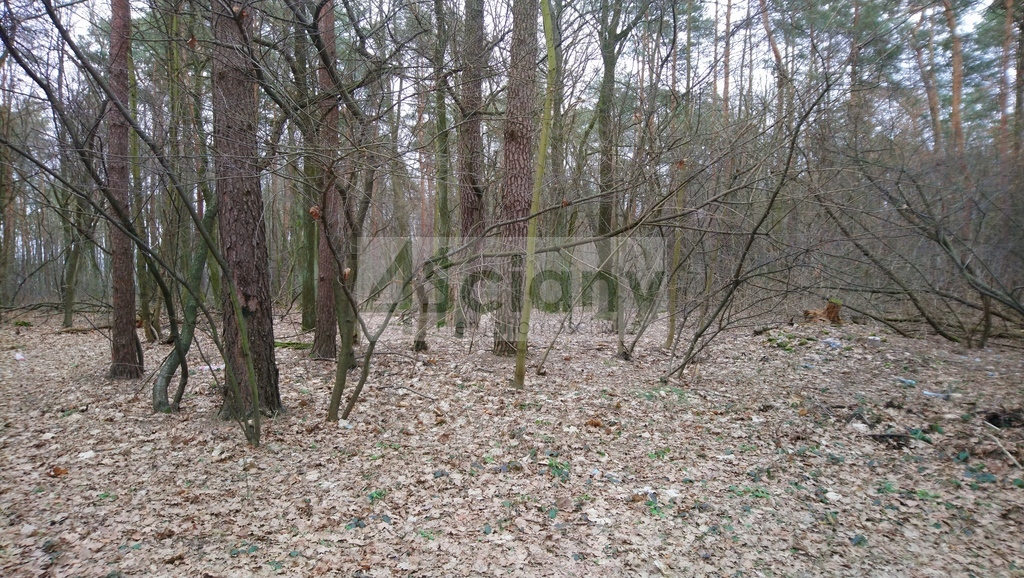 Działka budowlana 1,20&nbsp;ha, Sękocin-Las - zdjęcie 4
