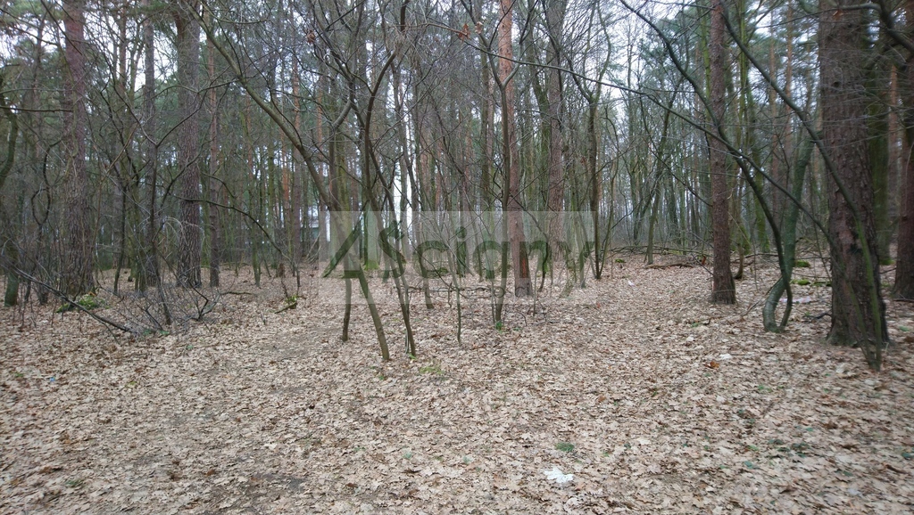 Działka budowlana 1,20&nbsp;ha, Sękocin-Las - zdjęcie 5