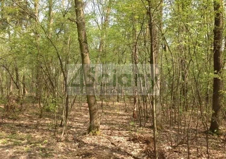 Działka budowlana 1,20&nbsp;ha, Sękocin-Las - zdjęcie 2