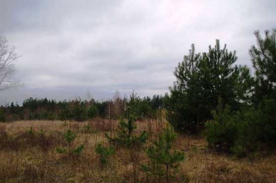Działka budowlana 5314&nbsp;m², Krzewo - zdjęcie 9