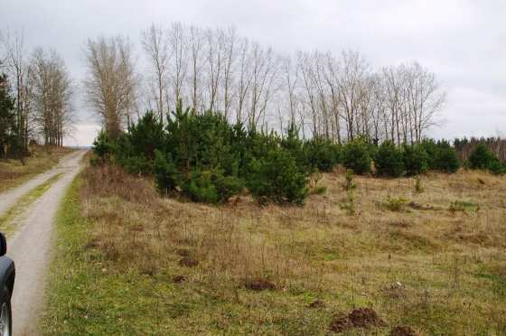 Działka budowlana 5314&nbsp;m², Krzewo - zdjęcie 7
