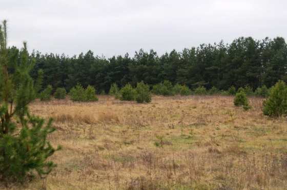 Działka budowlana 5314&nbsp;m², Krzewo - zdjęcie 8