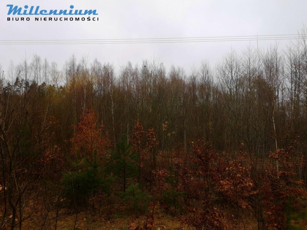 Działka rekreacyjna blisko Jeziora Potęgowskiego - zdjęcie 5