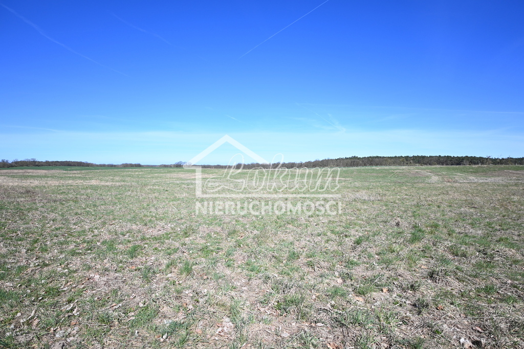 Działka rolna 1,36&nbsp;ha, Buk - zdjęcie 2