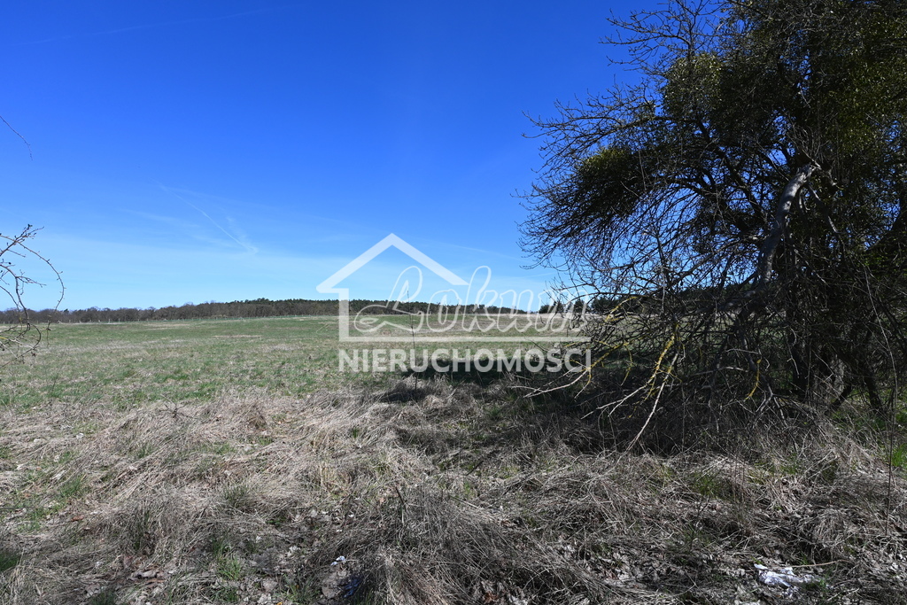 Działka rolna 1,36&nbsp;ha, Buk - zdjęcie 11