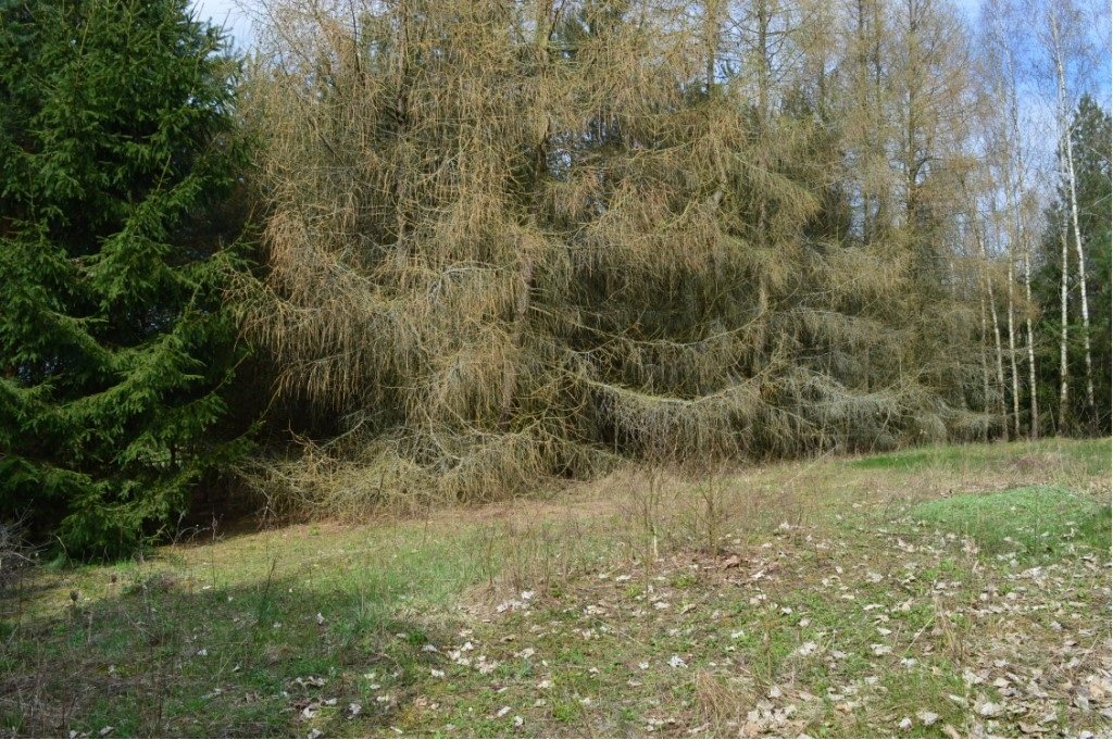 Działka budowlana 1575&nbsp;m², Grądzkie - zdjęcie 15