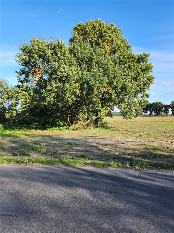 Działka budowlana 2124&nbsp;m², Zgliniec, Zgliniec - zdjęcie 13