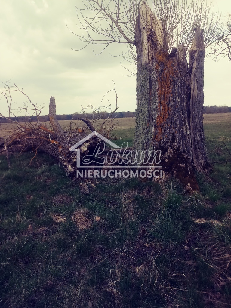 Działka rolna 3219&nbsp;m², Łęgi - zdjęcie 6