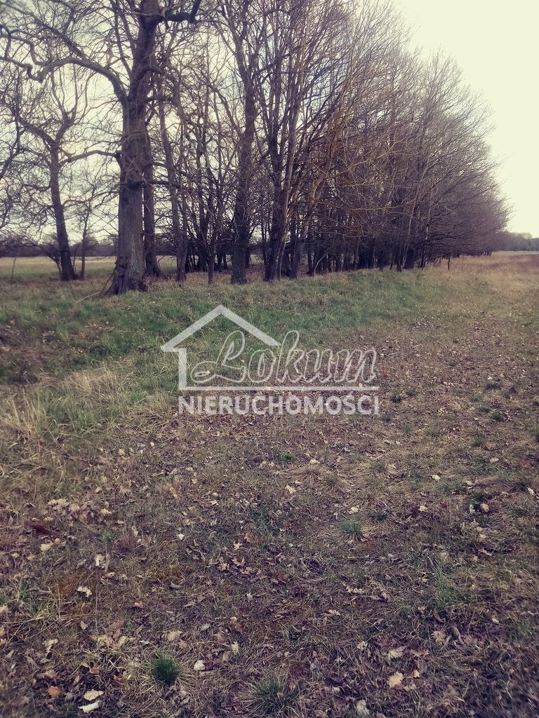 Działka rolna 3219&nbsp;m², Łęgi - zdjęcie 3