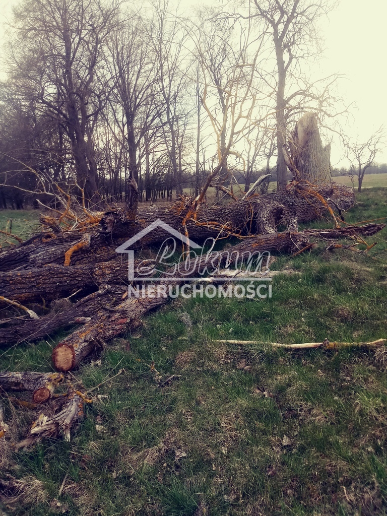 Działka rolna 3219&nbsp;m², Łęgi - zdjęcie 5