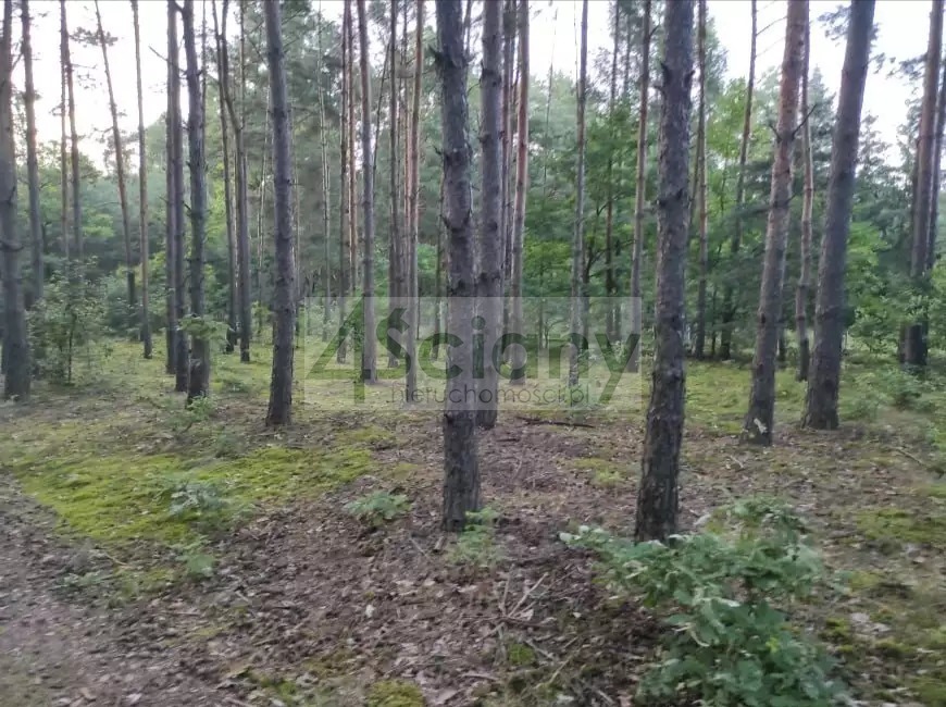 Działka rekreacyjna 3000&nbsp;m², Arciechów - zdjęcie 14