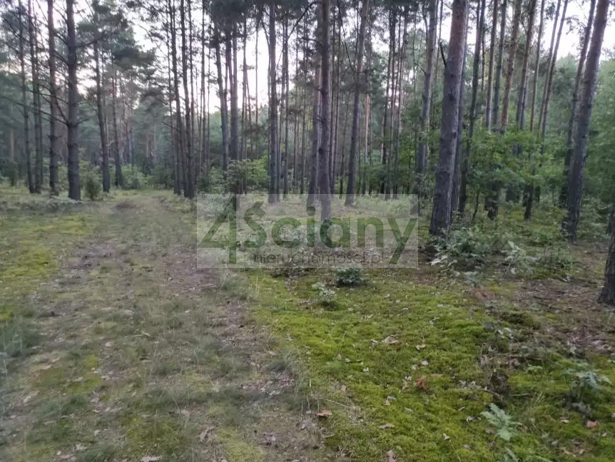 Działka rekreacyjna 3000&nbsp;m², Arciechów - zdjęcie 6
