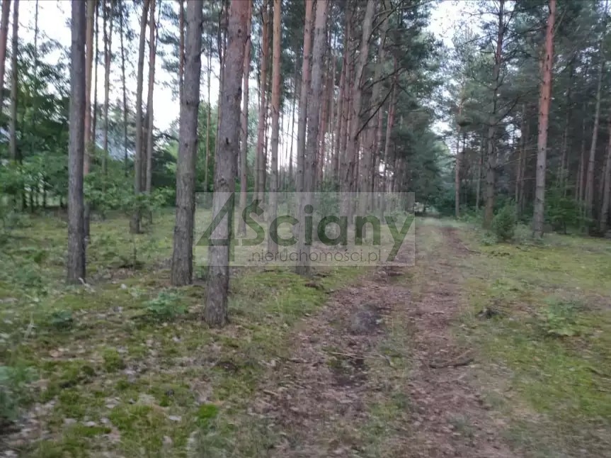 Działka rekreacyjna 3000&nbsp;m², Arciechów - zdjęcie 4