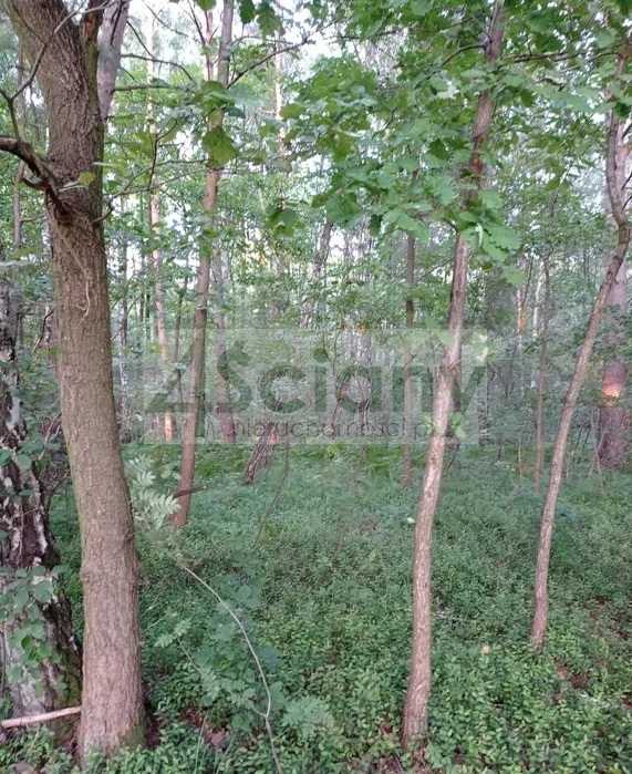 Działka budowlana 3,50&nbsp;ha, Mościska - zdjęcie 4