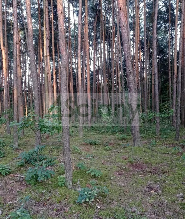 Działka budowlana 3,50&nbsp;ha, Mościska - zdjęcie 3