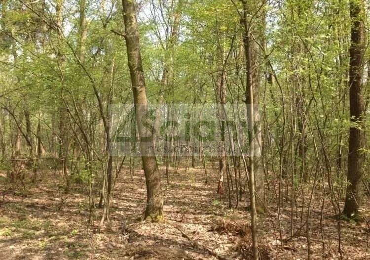 Działka budowlana 4630&nbsp;m², Sękocin-Las - zdjęcie 2