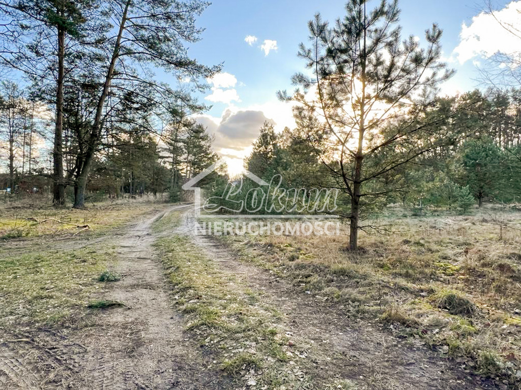 Działka rolna 1000&nbsp;m², Babigoszcz - zdjęcie 1