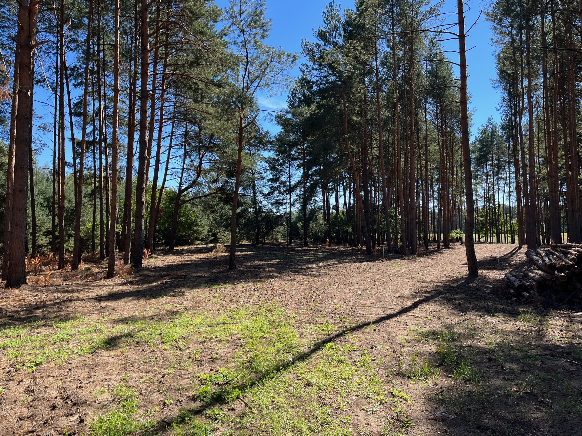 Stawinoga pułtuski ładna budowlana jedna działka lub kilka pod osiedle - zdjęcie 6