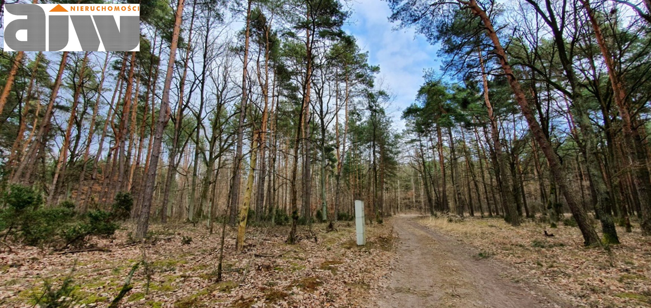 Działka budowlano - leśna Wólka gm. Leszno 3500 m2 - zdjęcie 1