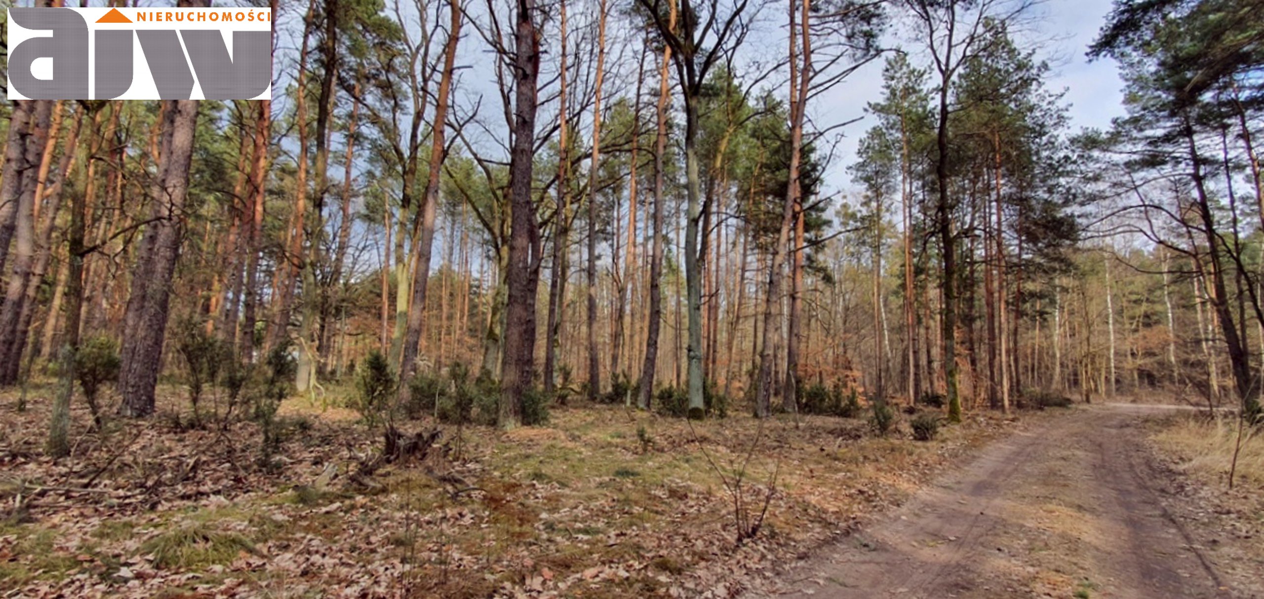 Działka budowlano - leśna Wólka gm. Leszno 3500 m2 - zdjęcie 2