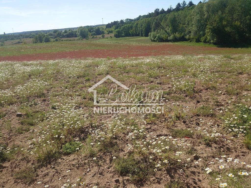 Działka rolna 3,54 ha, Recz - zdjęcie 4