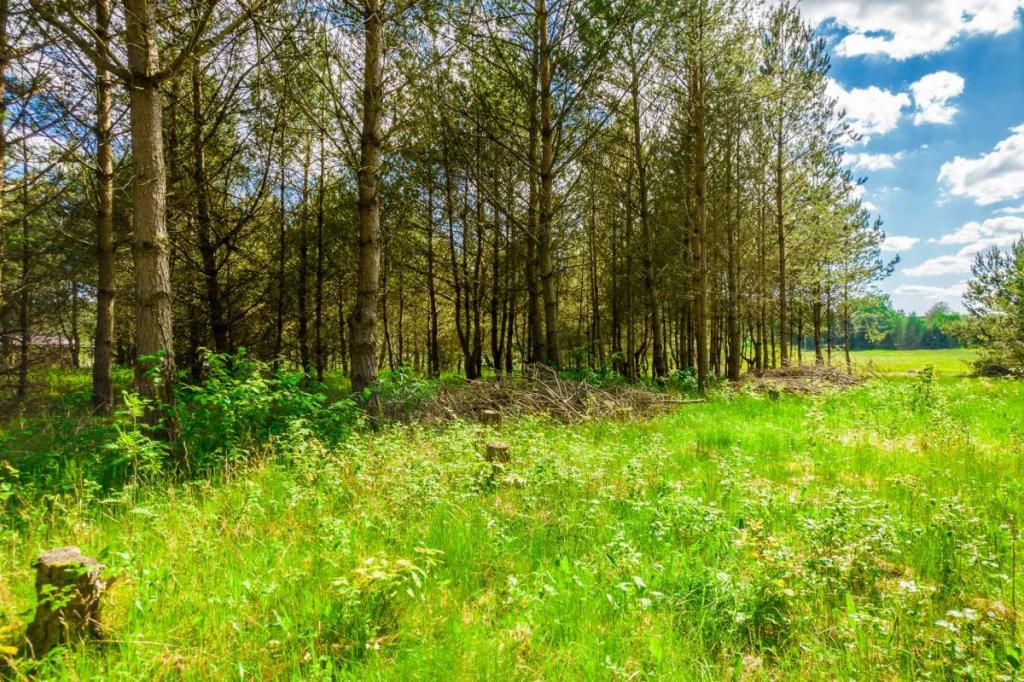 Atrakcyjnie położona działka pod zabudowę - zdjęcie 17
