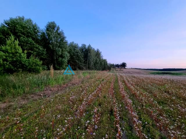 Działka z potencjałem nad brzegiem jeziora Cheb - zdjęcie 6