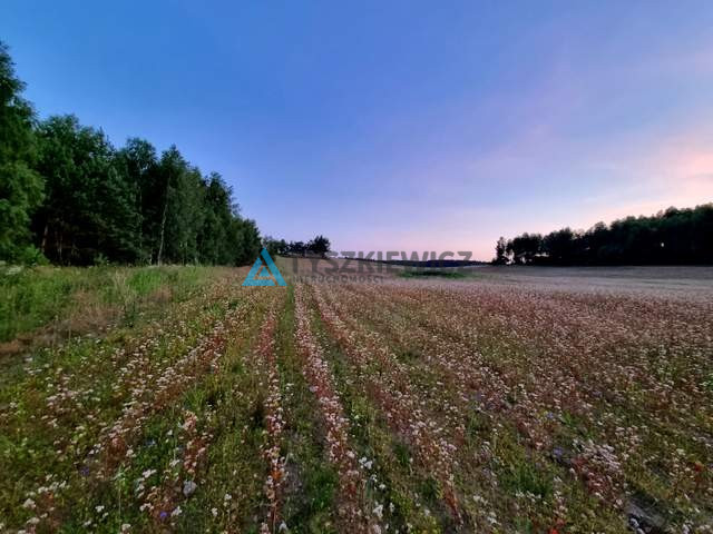 Działka z potencjałem nad brzegiem jeziora Cheb - zdjęcie 7