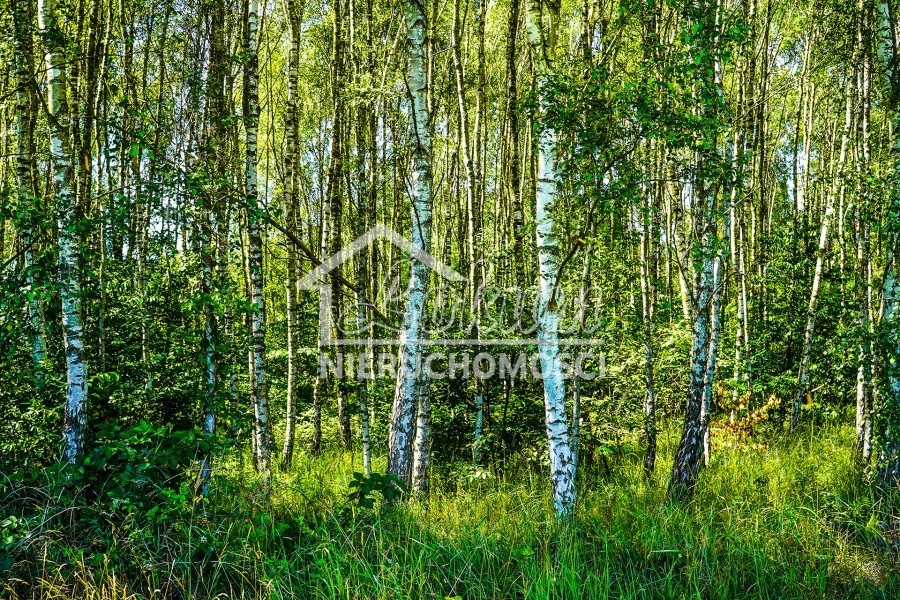 Działka rolna 1,65&nbsp;ha, Małe Węgorzynko - zdjęcie 4