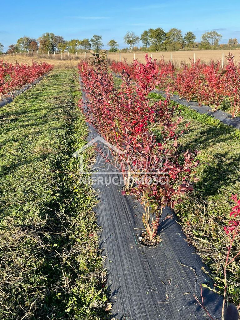 Działka inwestycyjna 50,00&nbsp;ha, Chociwel - zdjęcie 11