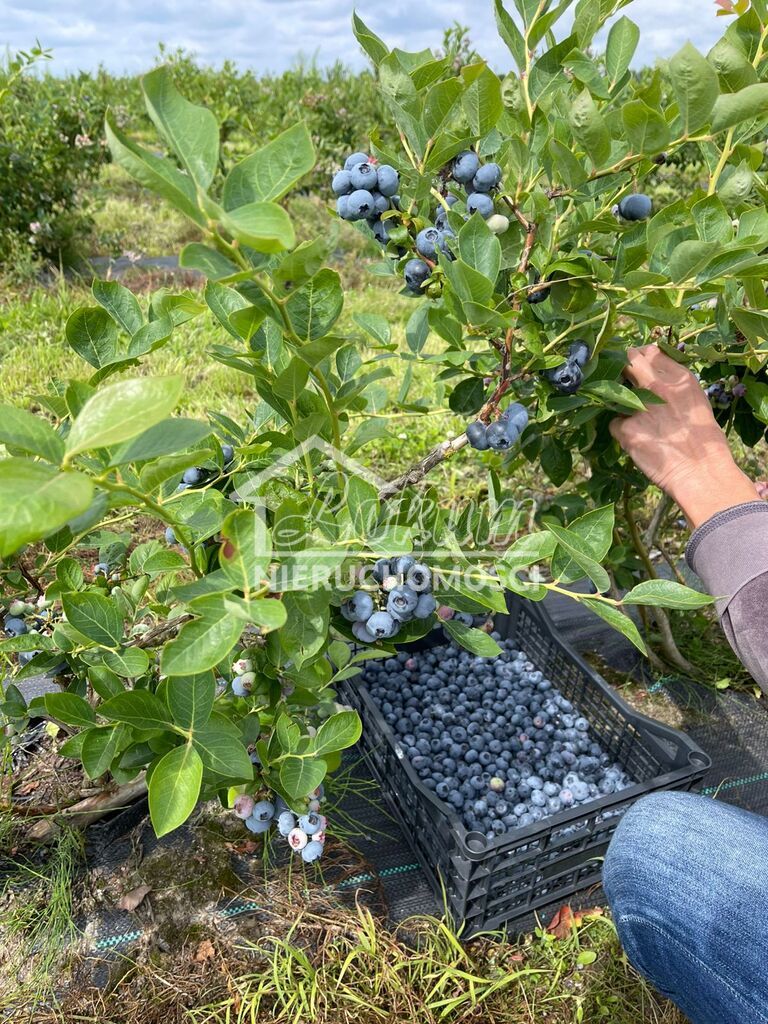 Działka inwestycyjna 50,00&nbsp;ha, Chociwel - zdjęcie 10