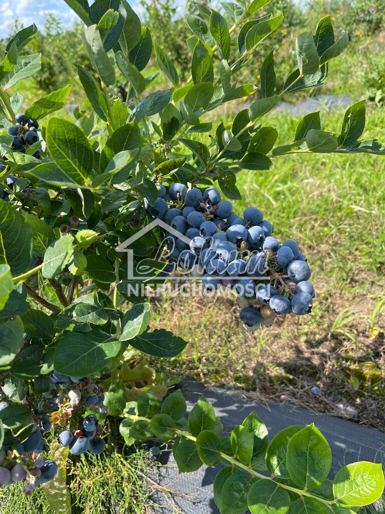 Działka inwestycyjna 50,00&nbsp;ha, Chociwel - zdjęcie 9