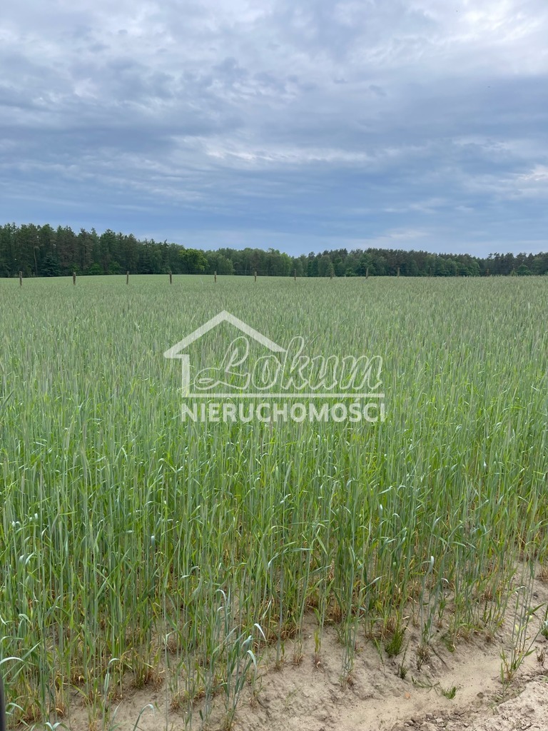 Działka inwestycyjna 50,00&nbsp;ha, Chociwel - zdjęcie 5