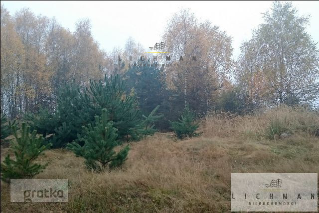 Działka rolna 2,96 ha, Siucice-Kolonia - zdjęcie 3