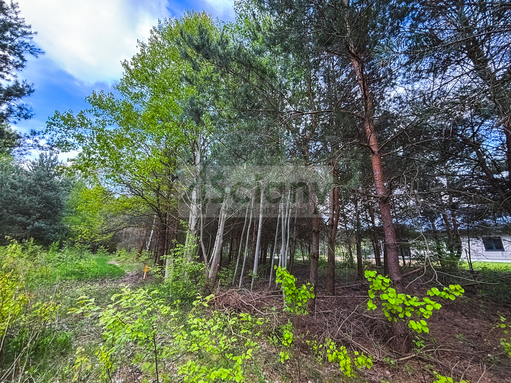 Działka budowlana 1243 m², Zalesie - zdjęcie 3