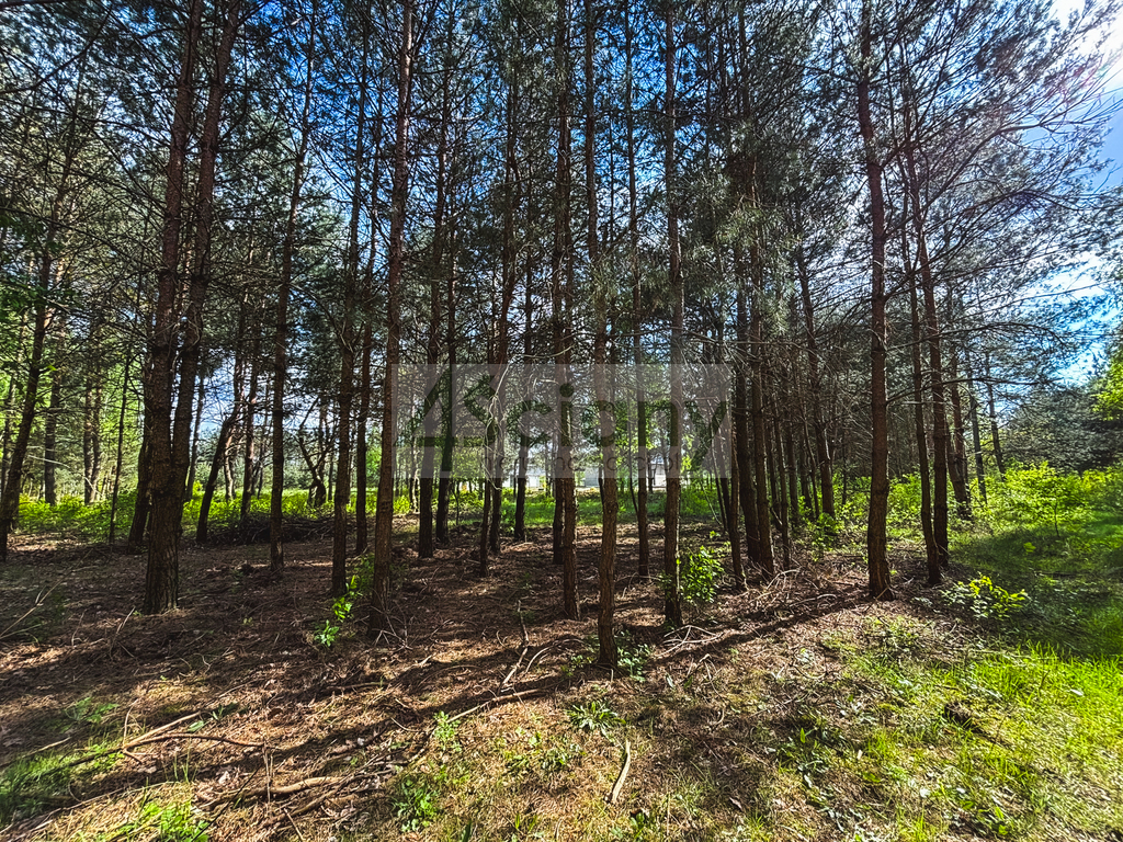Działka budowlana 1243 m², Zalesie - zdjęcie 2