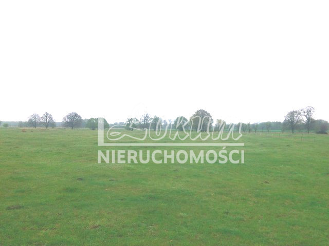 Działka rolna 3145 m², Rzędziny - zdjęcie 4